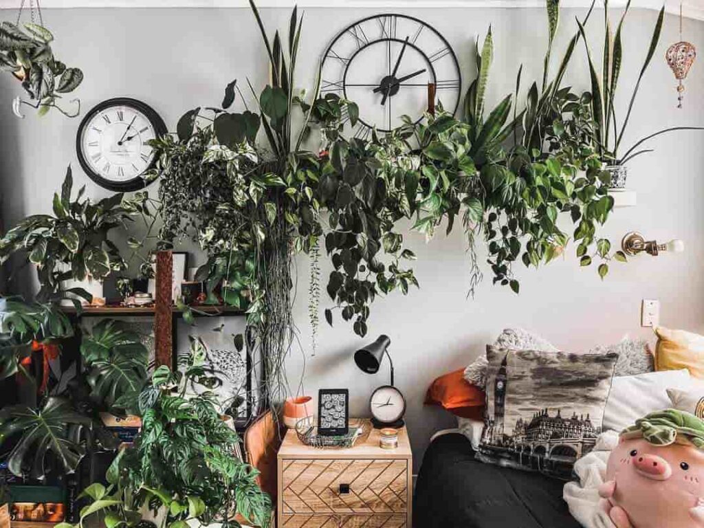 plant decoration for home