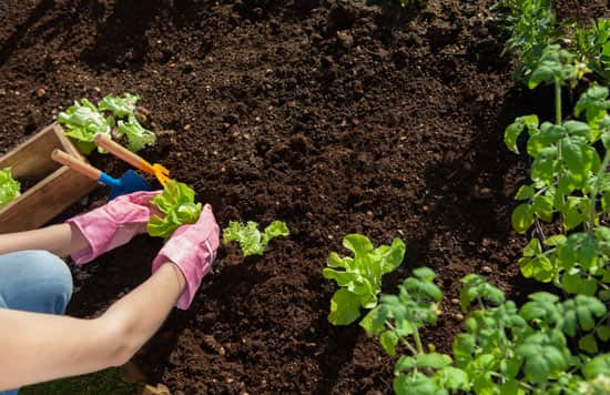 soil management in garden