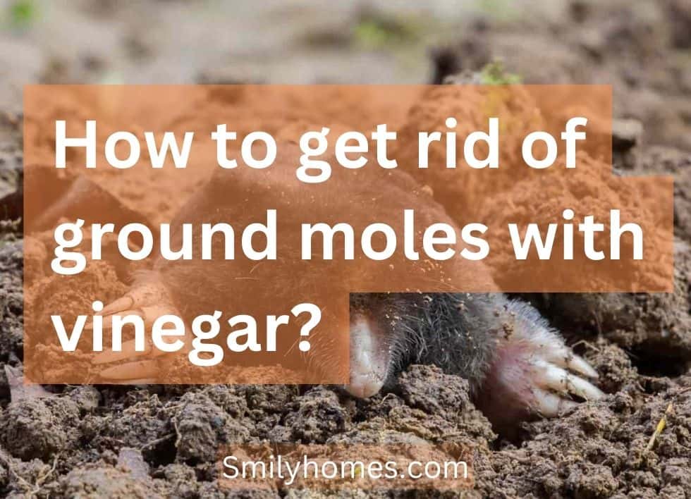 how do I get rid of ground moles with vinegar