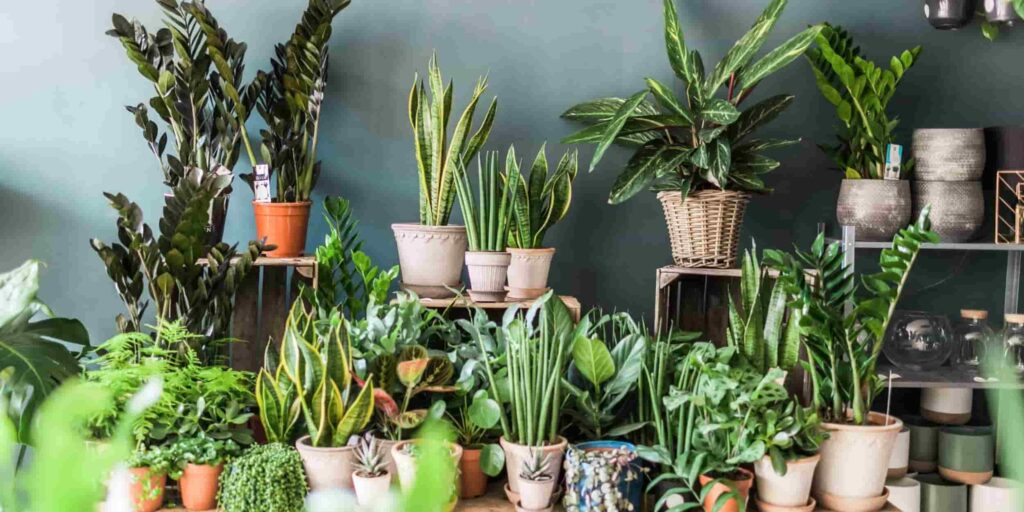 types of plant for indoor decor